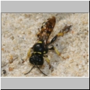 Crabro peltarius - Grabwespe w14b 12mm Teverener Heide.jpg